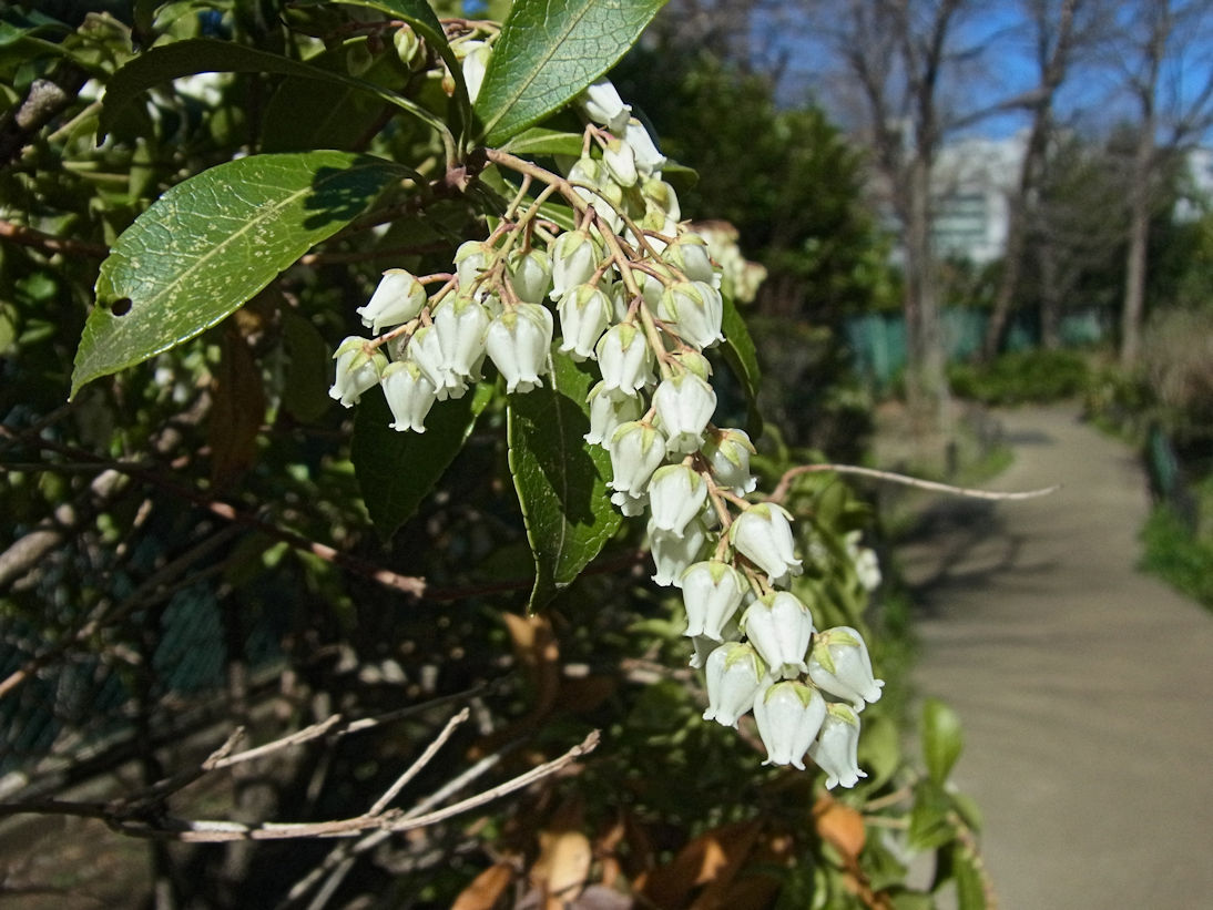 学園の植物-716 | 鷗友学園女子中学高等学校