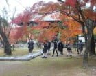 広隆寺の紅葉　弥勒は美しかった