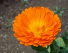 キンセンカ（園芸実習園）
