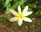 タマスダレ（園芸実習園）