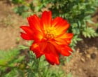 マリーゴールド（園芸実習園）