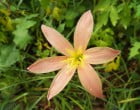 タマスダレ(園芸実習園側)