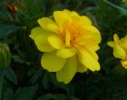 マリーゴールド（園芸実習園）