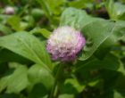 センニチコウ（園芸実習園）