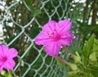 オシロイバナ（園芸実習園側）