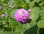 センニチコウ（園芸実習園）