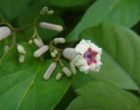 ヘクソカズラ（園芸実習園側）