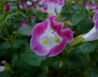 トレニア（園芸実習園）