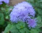 アゲラタム（園芸実習園）