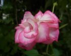 バラ（３号館裏）