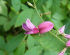 ミヤギノハギ（園芸実習園側）
