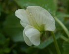 エンドウ（園芸実習園）