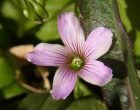 ムラサキカタバミ（園芸実習園側）