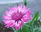 ヤグルマソウ（園芸実習園）