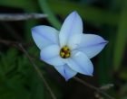 ハナニラ（園芸実習園）