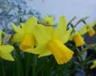 スイセン（園芸実習圓）