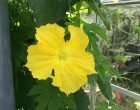 ヘチマ（園芸実習園）