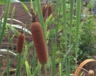 ヒメガマ（園芸実習園）