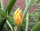 ズッキーニ（園芸実習園）