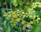 ヤブカラシ（園芸実習園側）