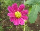 コスモス（園芸実習園）