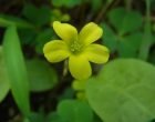 キバナカタバミ（万葉の小径）