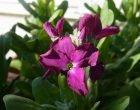 ストック（園芸実習園）