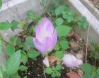 コルチカム（園芸実習園）