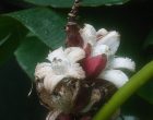バナナ（園芸実習圓）