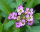 スイートアリッサム（園芸実習園）