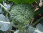 カリフラワー（園芸実習園）